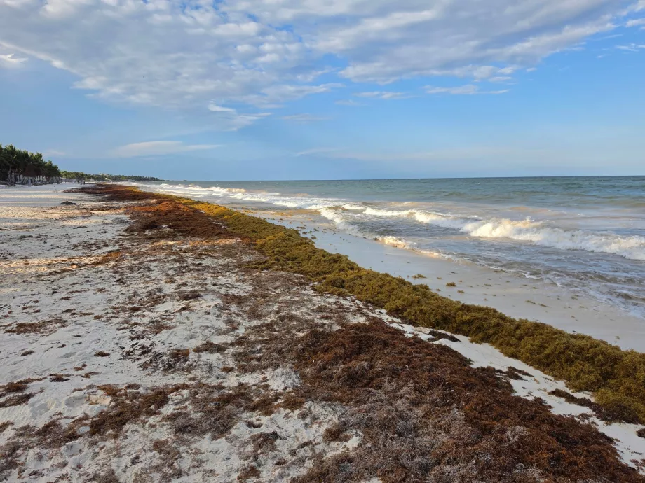 Seaweed on Tulum beach