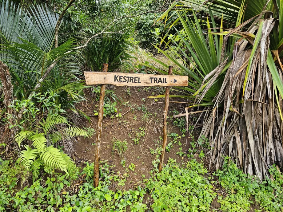 Trail markings in Ebony Forest