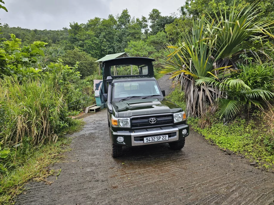 Jeep in Ebony Forest