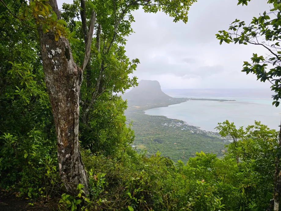 Ebony Forest, view of Le Morne