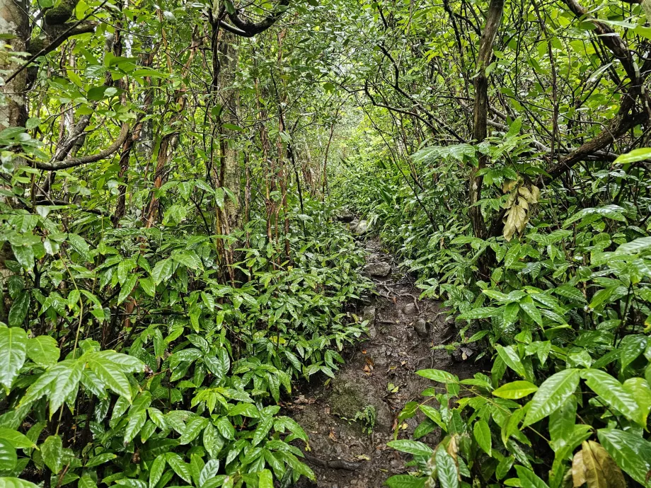 Piton du Canot, path through the forest