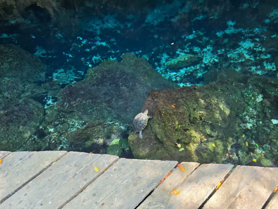 Turtles in Gran Cenote