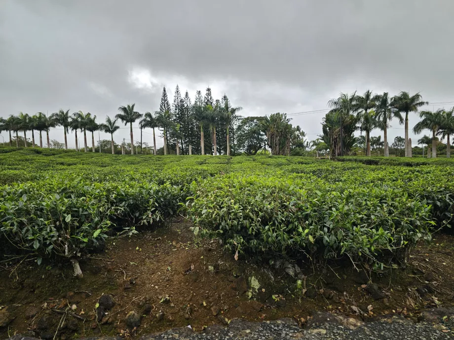 Tea plantation Bois Cheri
