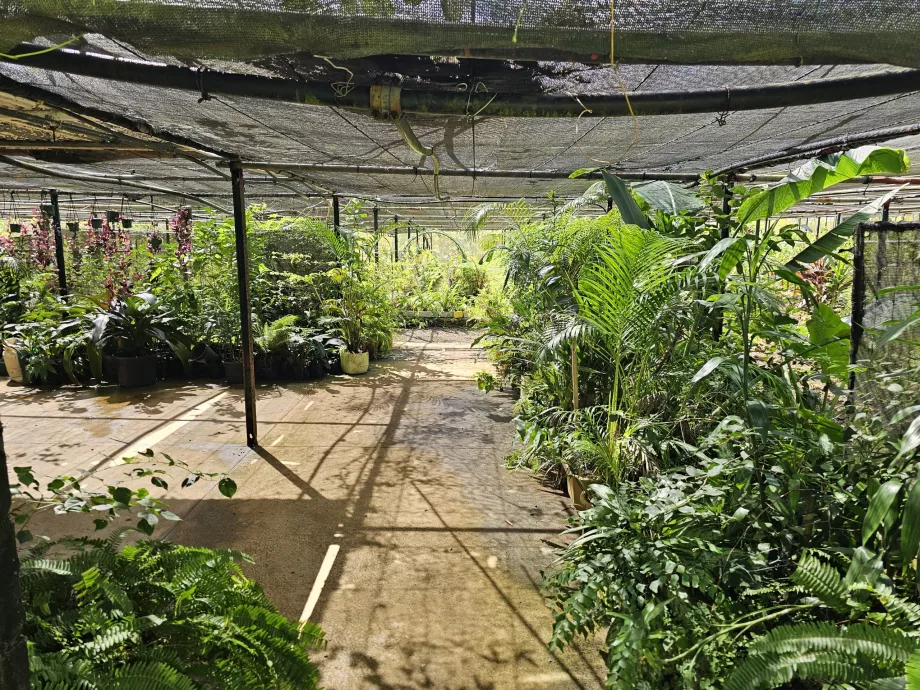 Saint Aubin, vanilla plantation