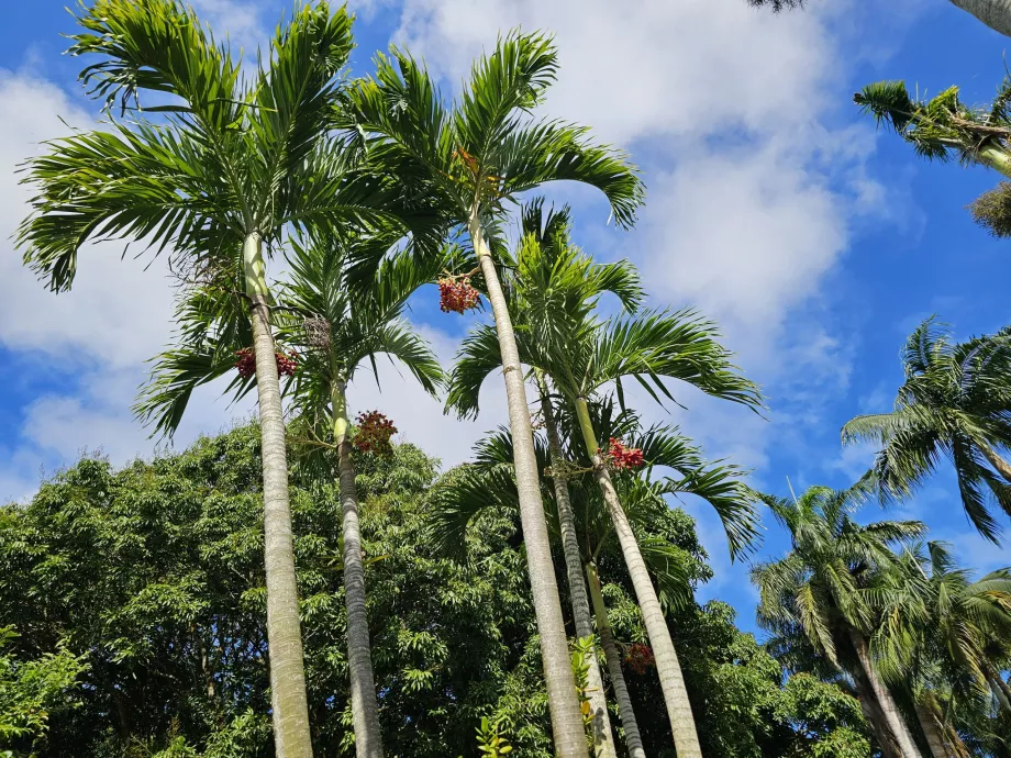 Saint Aubin, botanical garden