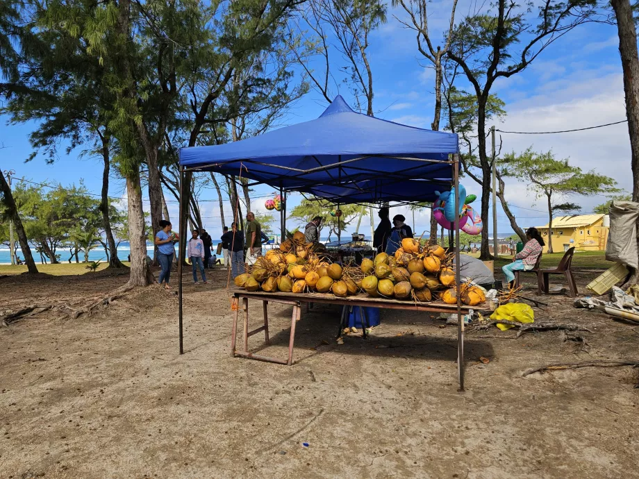 Coconuts on the beach