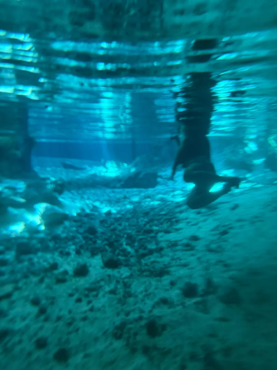 A view beneath the water at Gran Cenote