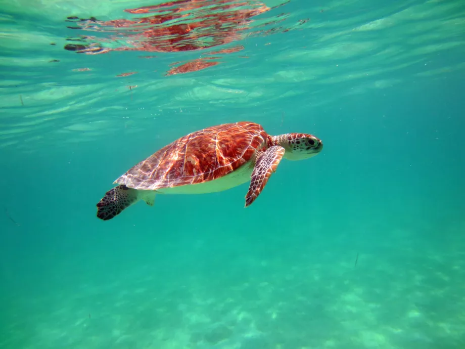 Turtles in Akumal Bay