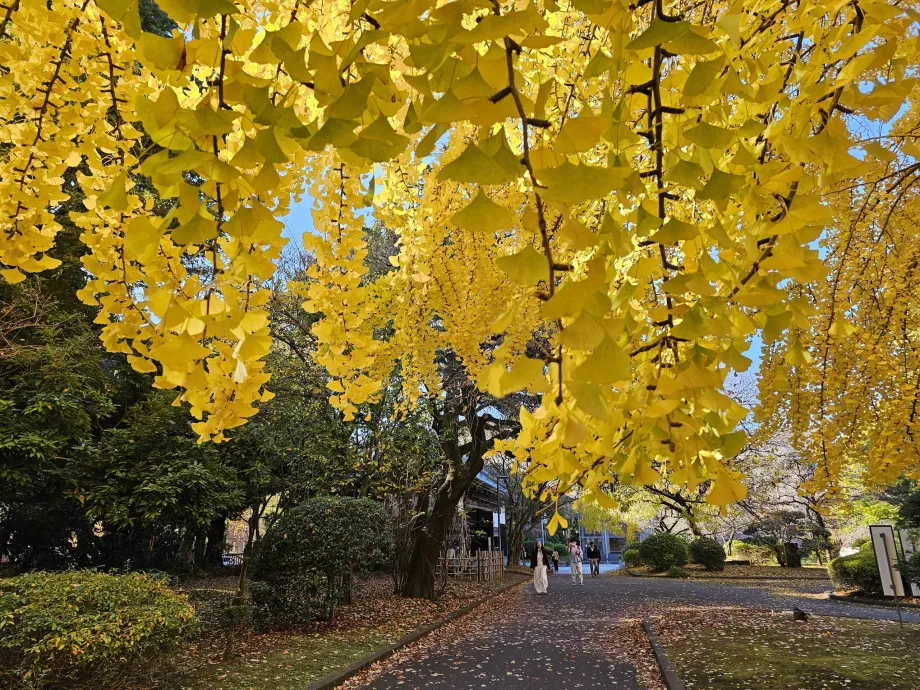 Autumn in Ueno Park