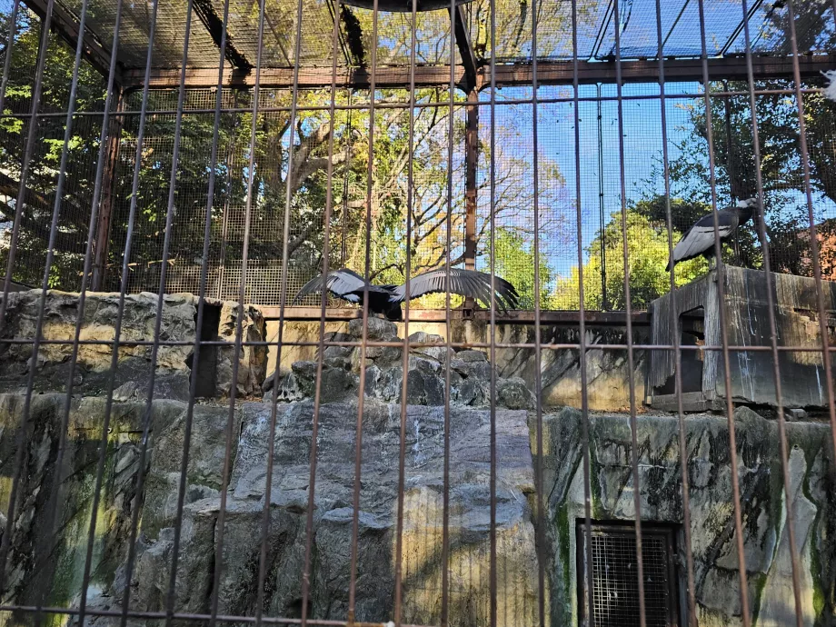 Vultures at Ueno Zoo