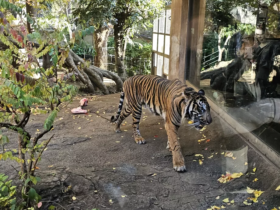 Tiger at Ueno Zoo