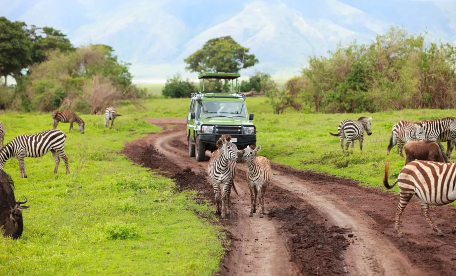 Car on safari