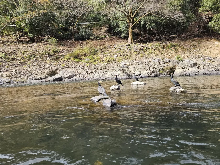 Cormorants on the river