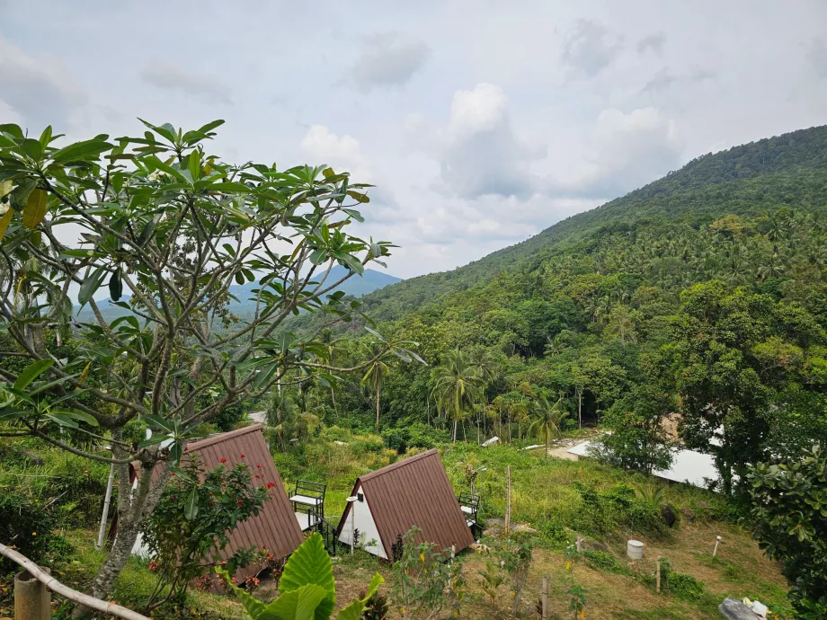 Jungle in the interior of Koh Phangan