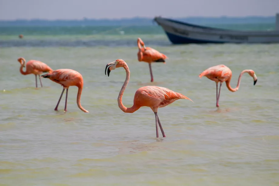 Flamingos on Holbox