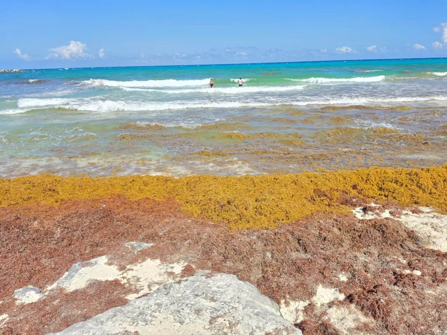 Playa Gaviota Azul, sargassum