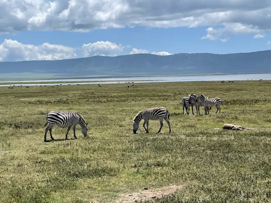 Zebras