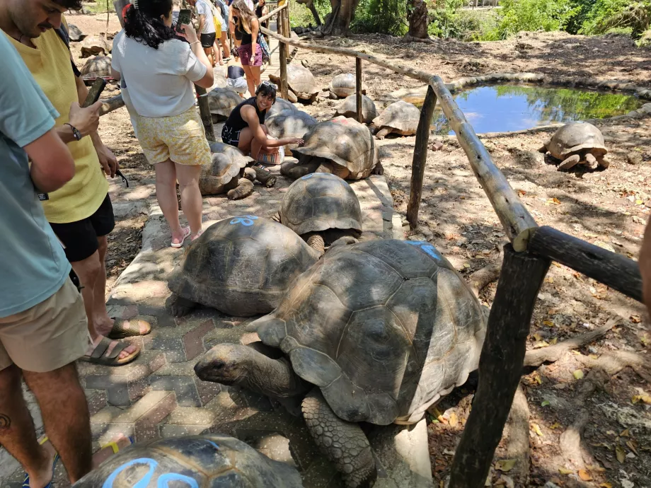Prison Island, giant tortoises