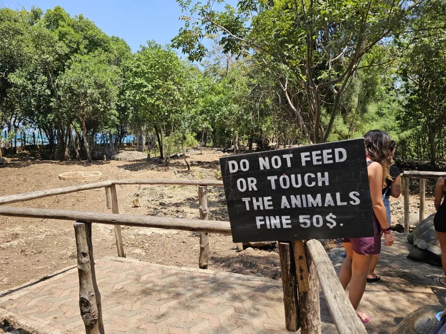 Prison Island, giant tortoises