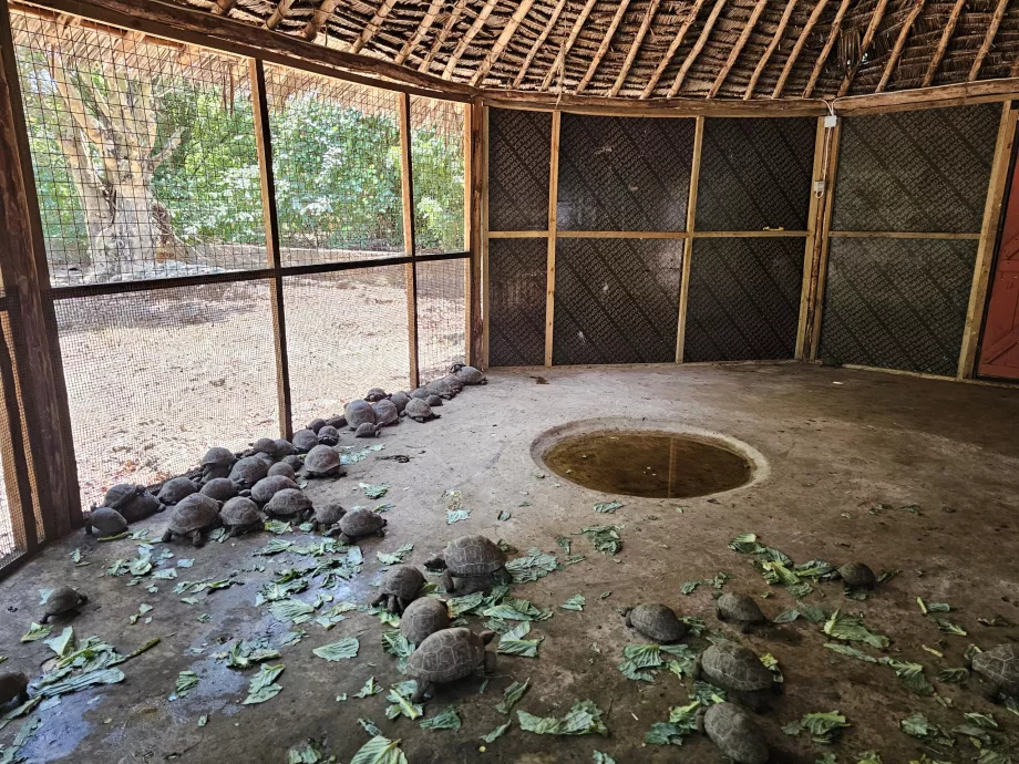 Prison Island, giant tortoises