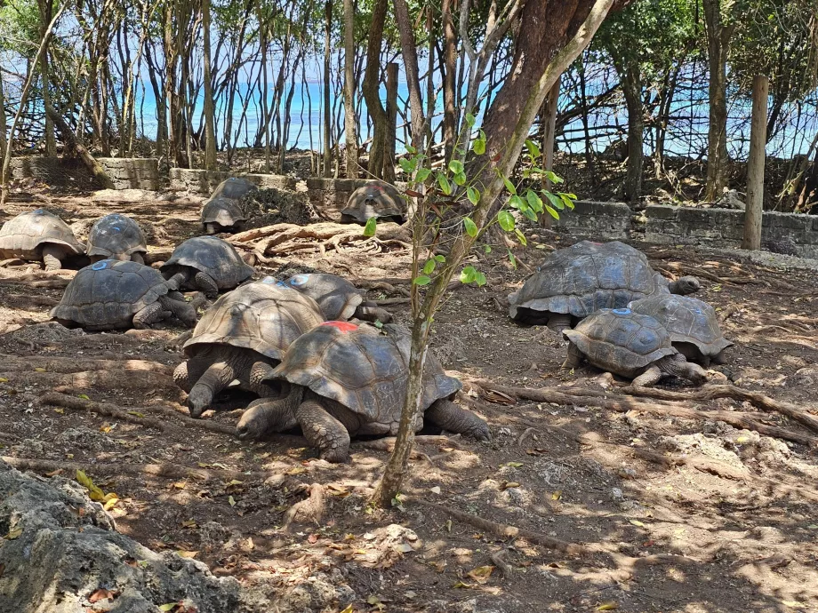 Prison Island, giant tortoises