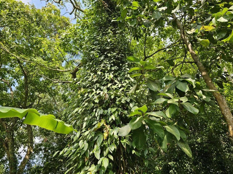 Black pepper