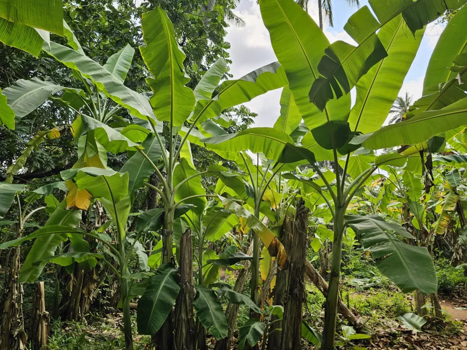 Banana tree