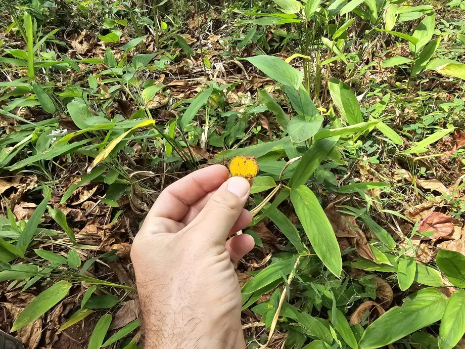 Turmeric