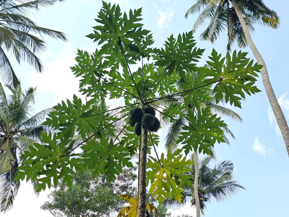 Papaya