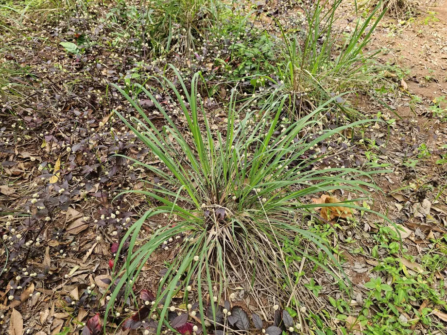 Lemongrass
