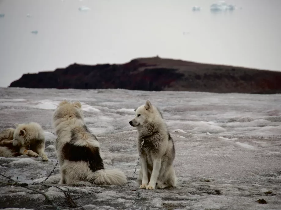 Dog sledding
