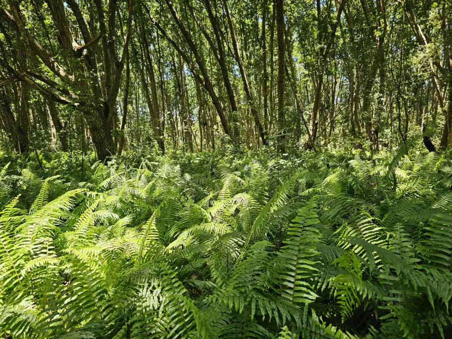 Jozani Forest
