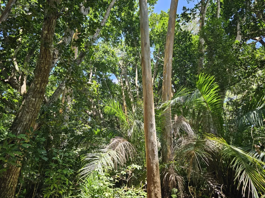 Jozani Forest