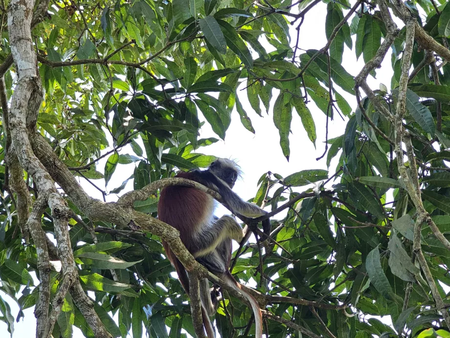 Jozani Forest, monkey