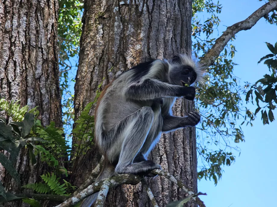 Jozani Forest, monkey