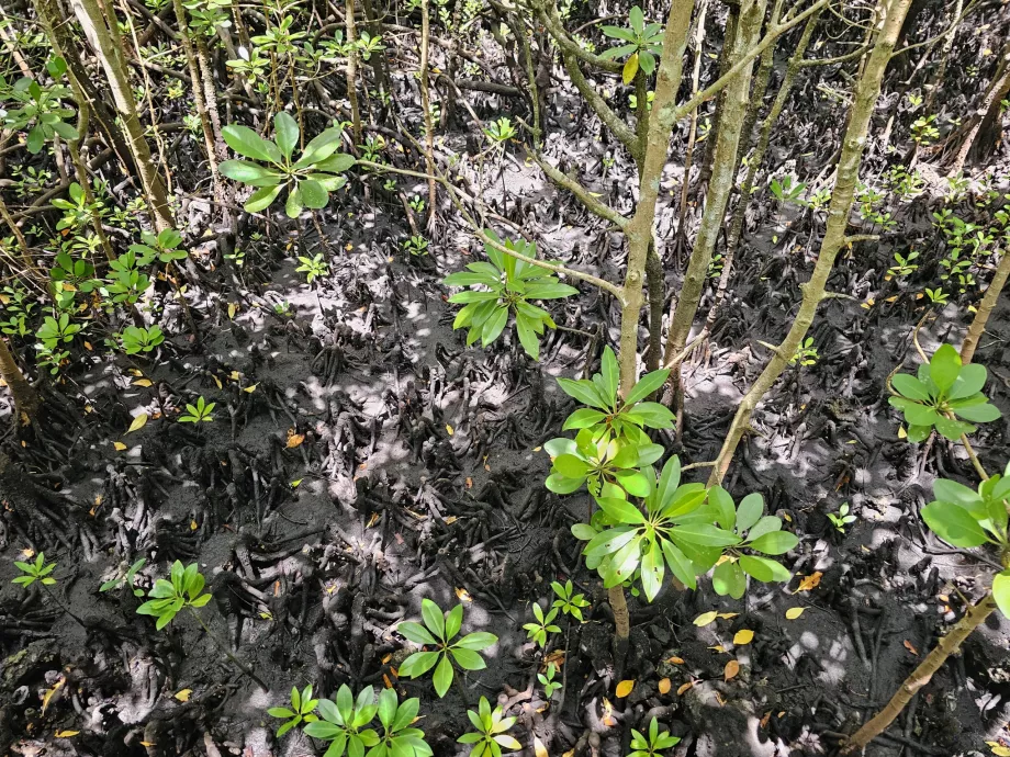 Jozani forest, mangroves