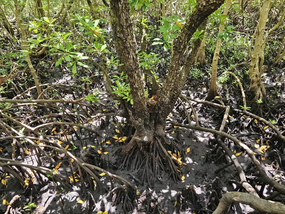 Jozani forest, mangroves