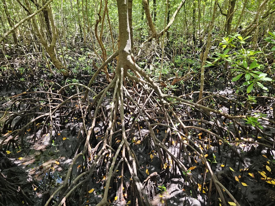 Jozani forest, mangroves