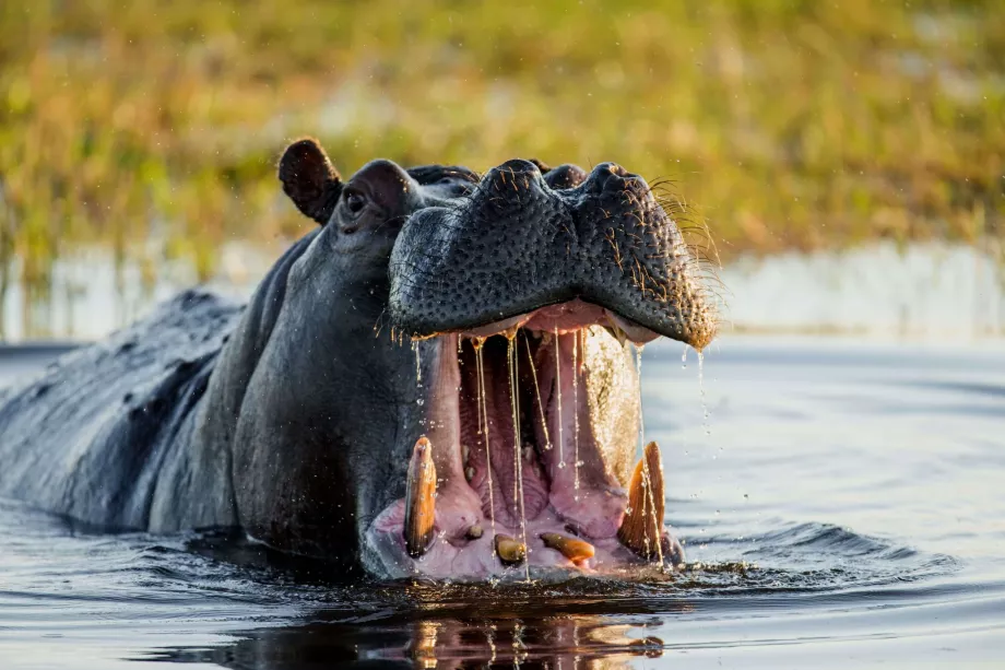 A hippopotamus in the Okavango