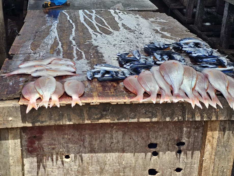Ferry Fish Market