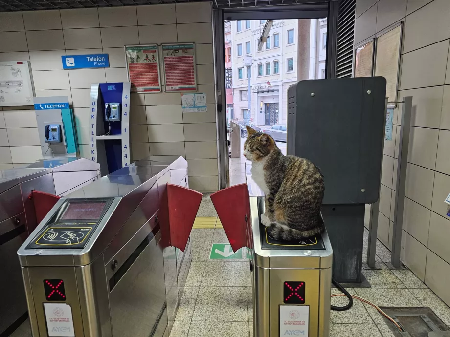 Cat on the turnstile at the entrance to the train station