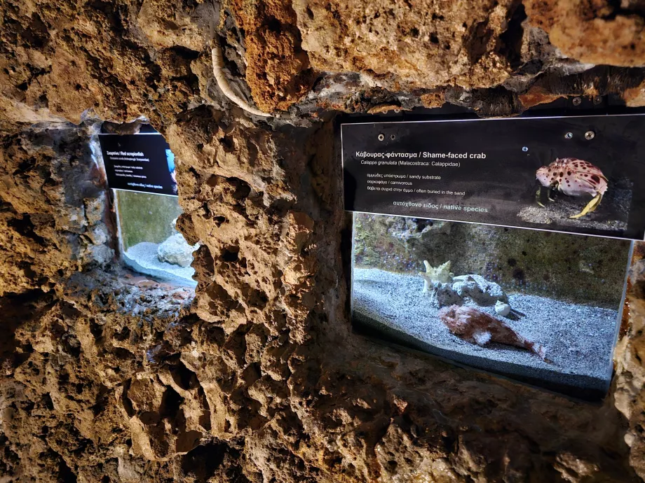 Rhodes Aquarium