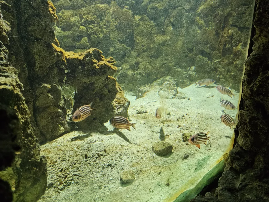 Rhodes Aquarium