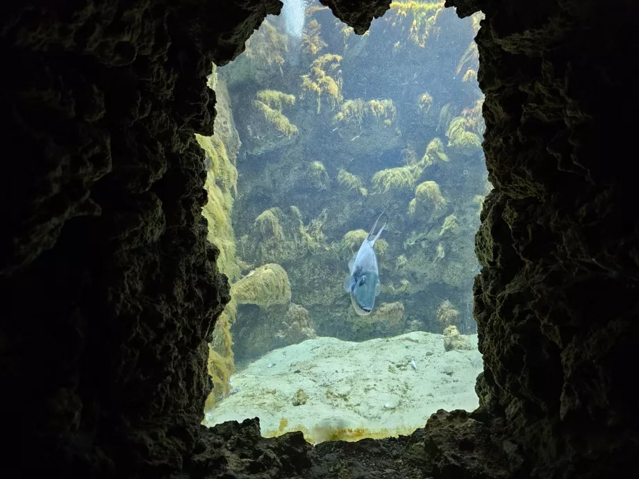 Rhodes Aquarium