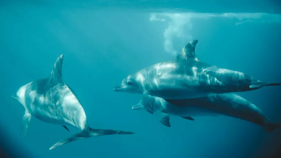 Dolphins in Zanzibar