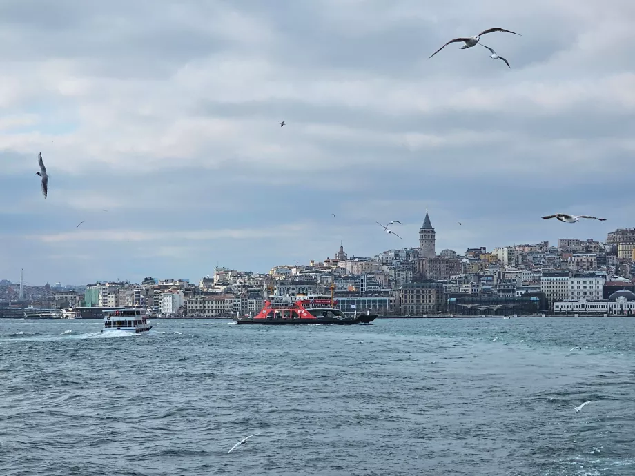 Seagulls accompanying ferries