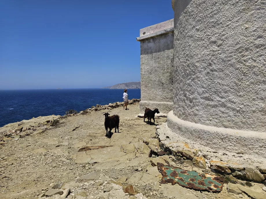 Goats at Prasonisi Lighthouse