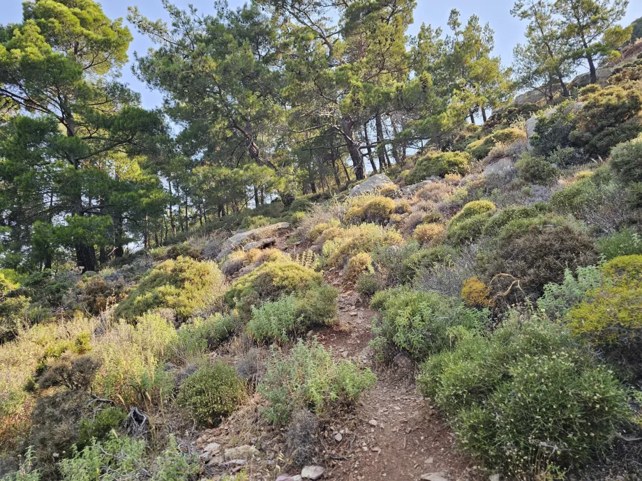 Tourism Rhodes