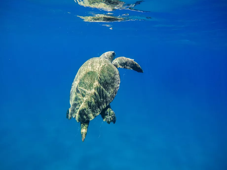 Turtles in Zakynthos