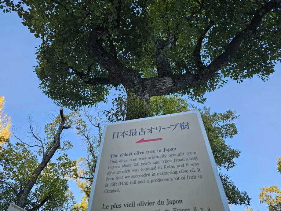 Minatogawa Shrine, the oldest olive tree in Japan